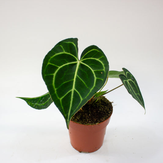 Anthurium clarinervium 12cm H35cm