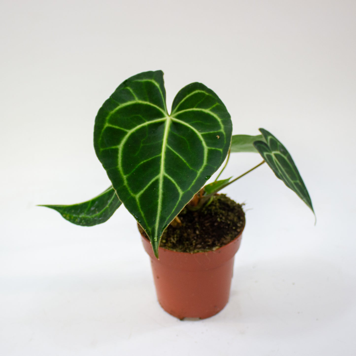 Anthurium clarinervium 12cm H35cm