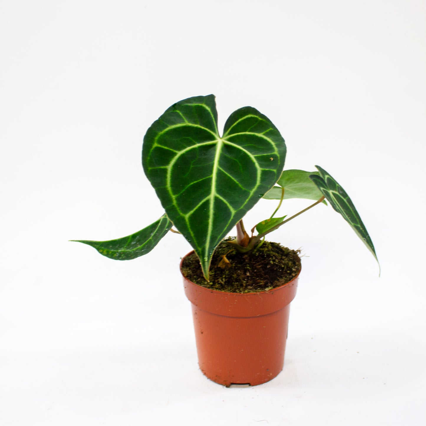 Anthurium clarinervium 12cm H35cm