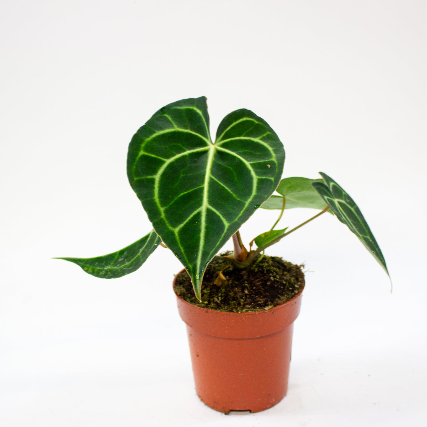 Anthurium clarinervium 12cm H35cm