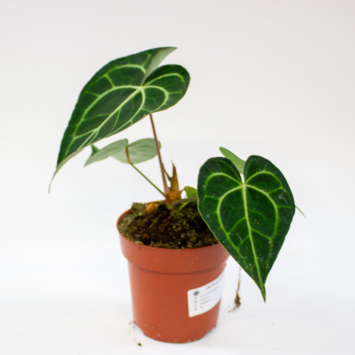 Anthurium clarinervium 12cm H35cm