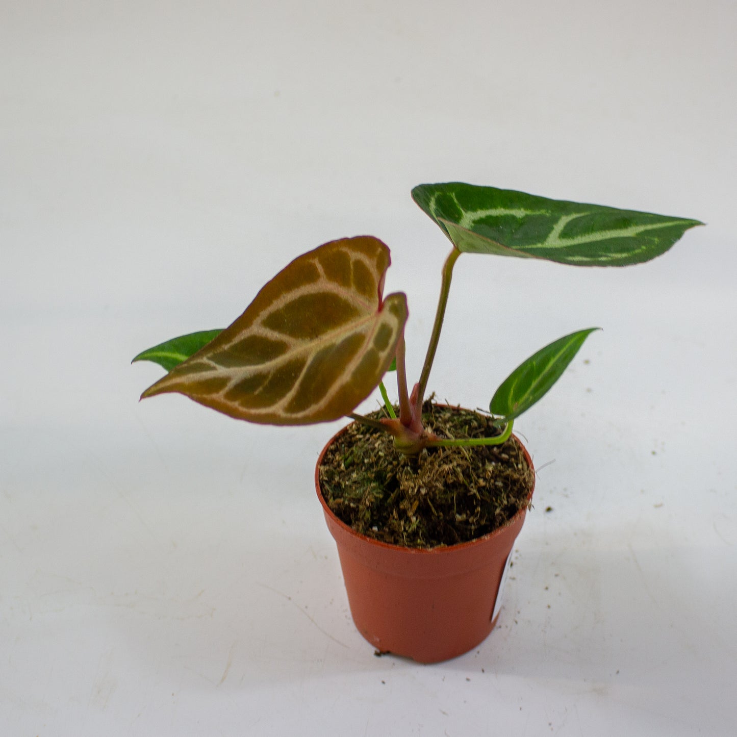 Anthurium Dorayaki 7cm H10cm