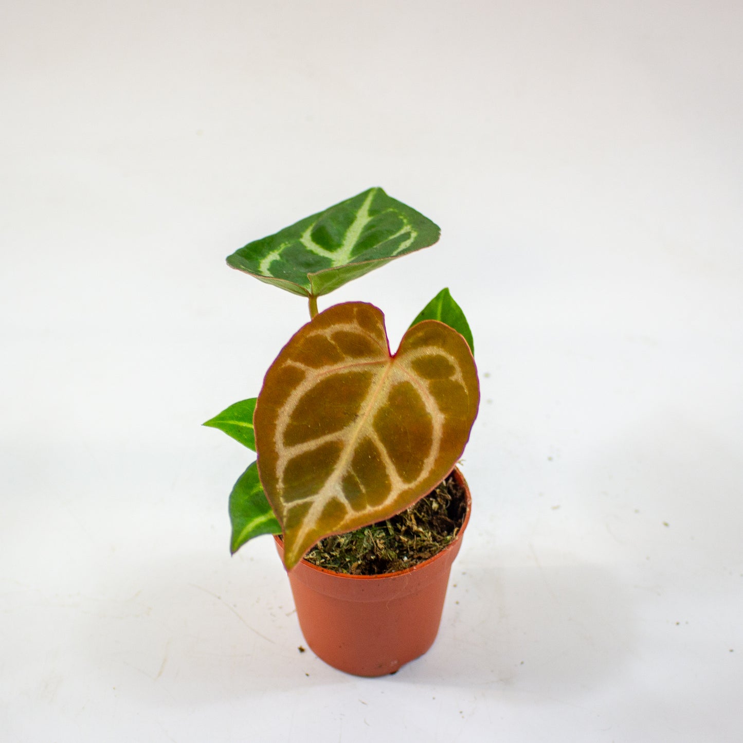 Anthurium Dorayaki 7cm H10cm