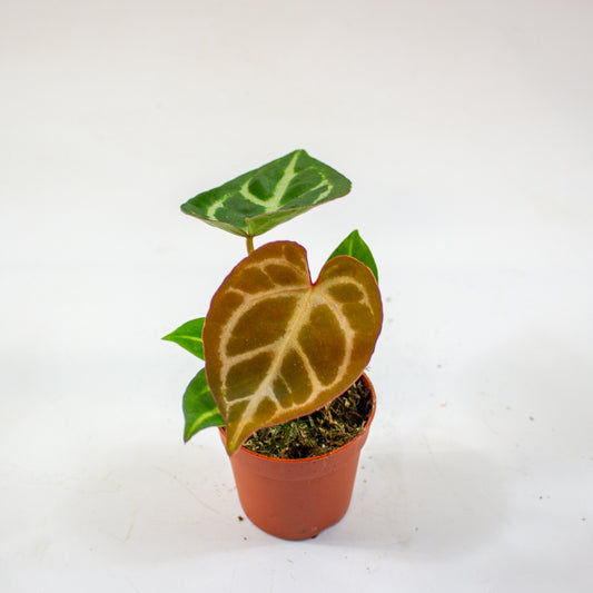 Anthurium Dorayaki 7cm H10cm