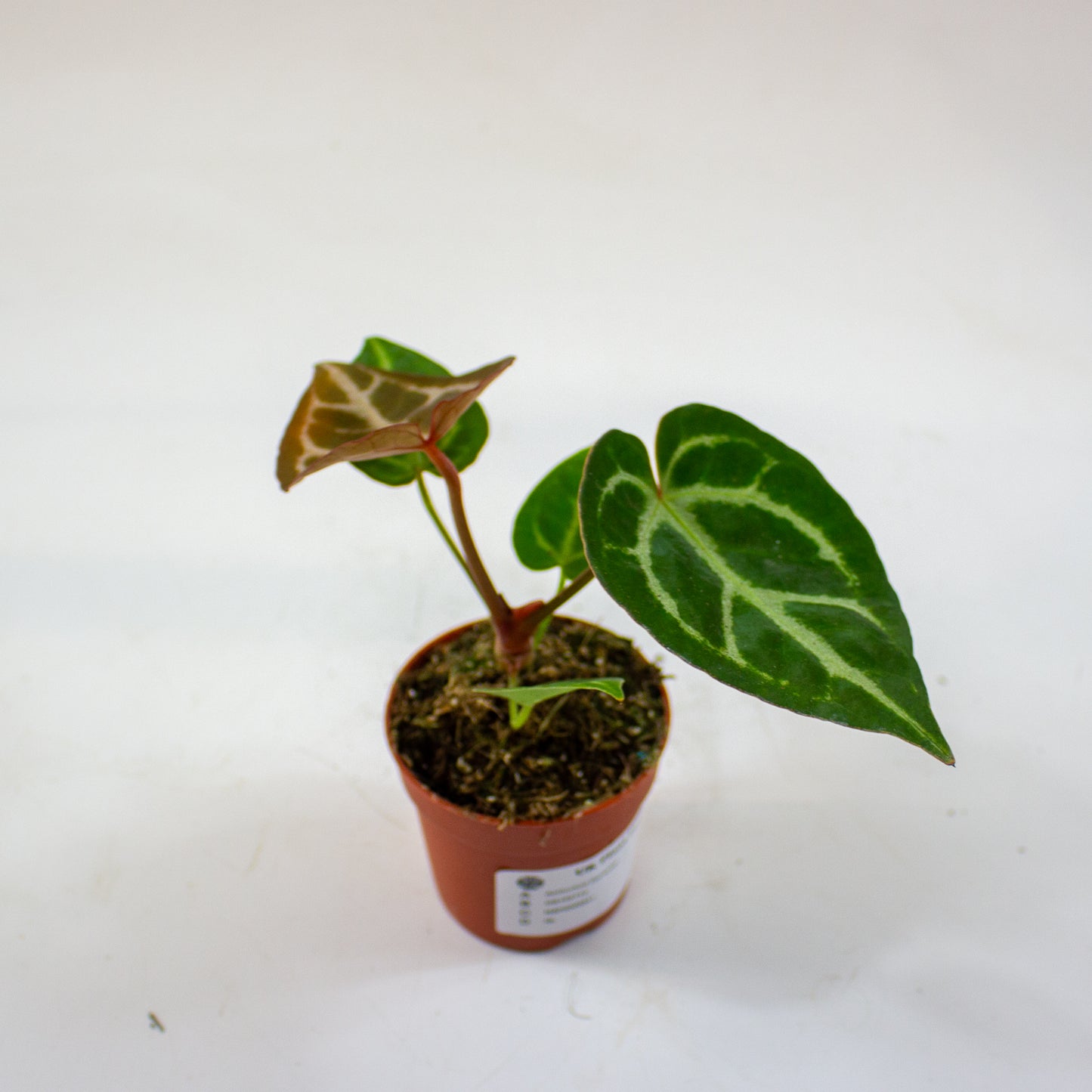 Anthurium Dorayaki 7cm H10cm