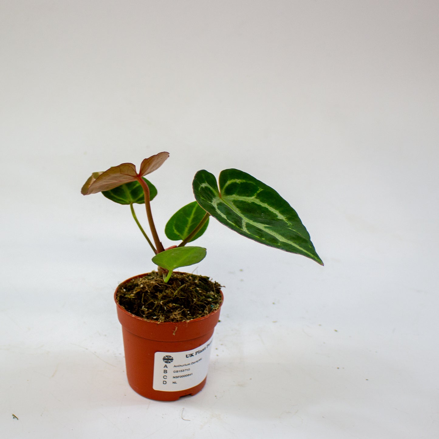 Anthurium Dorayaki 7cm H10cm