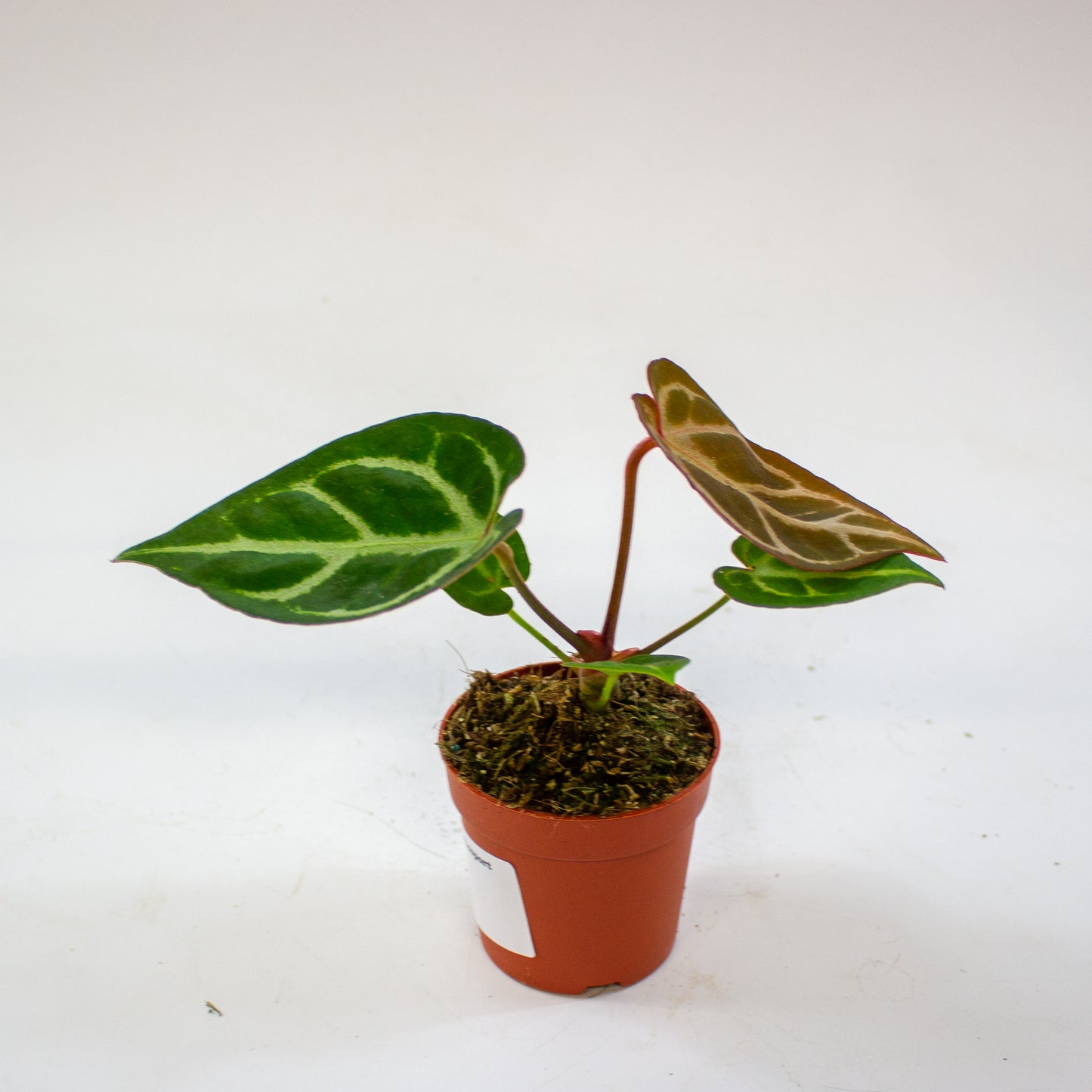Anthurium Dorayaki 7cm H10cm