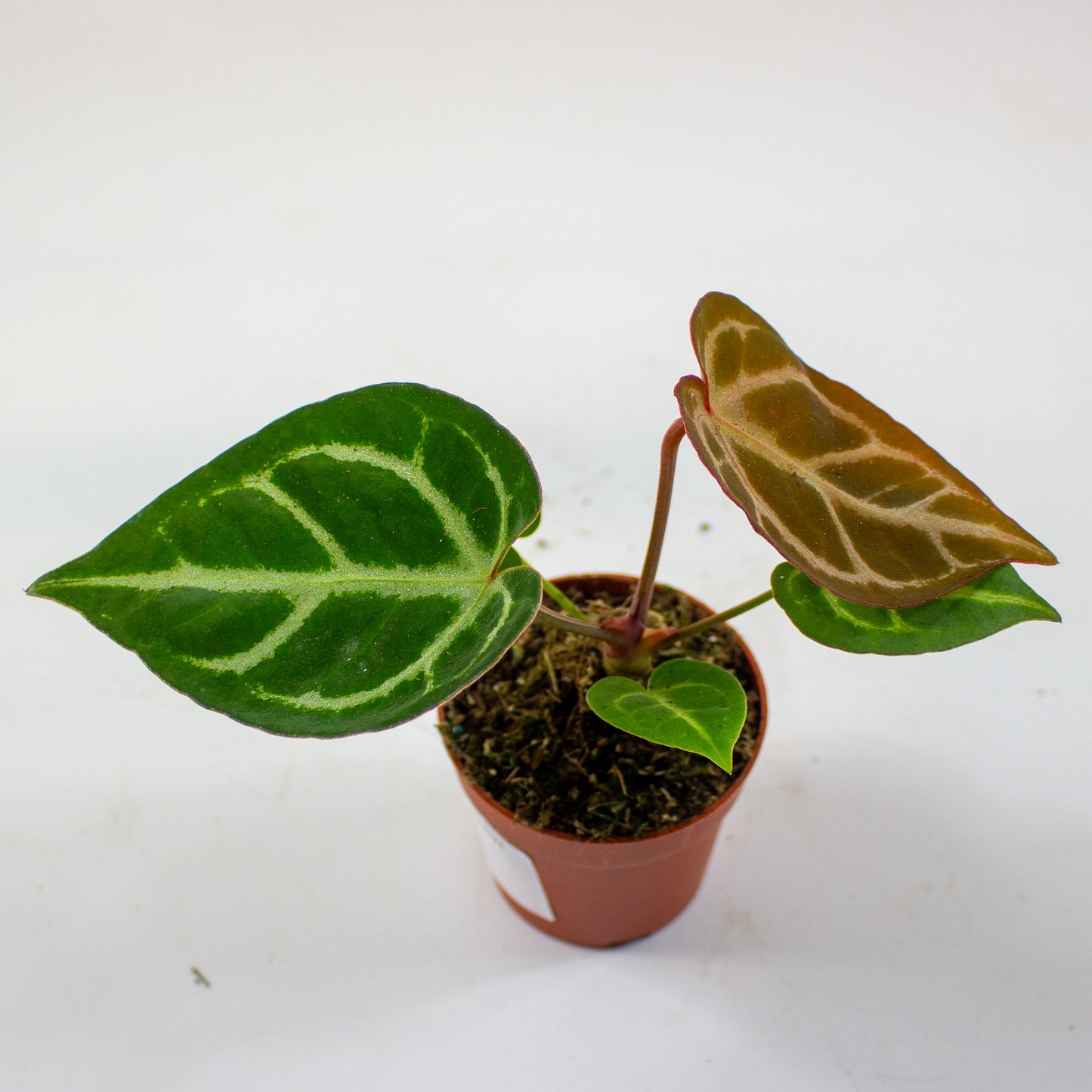 Anthurium Dorayaki 7cm H10cm