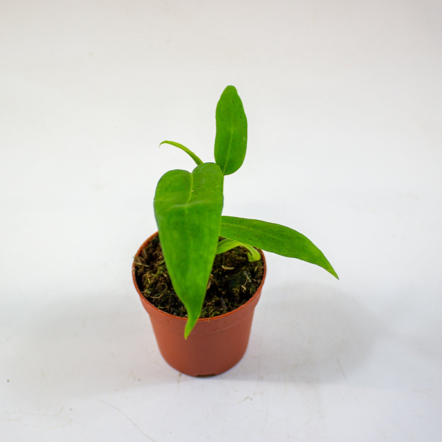 anthurium_pallidiflorum_02