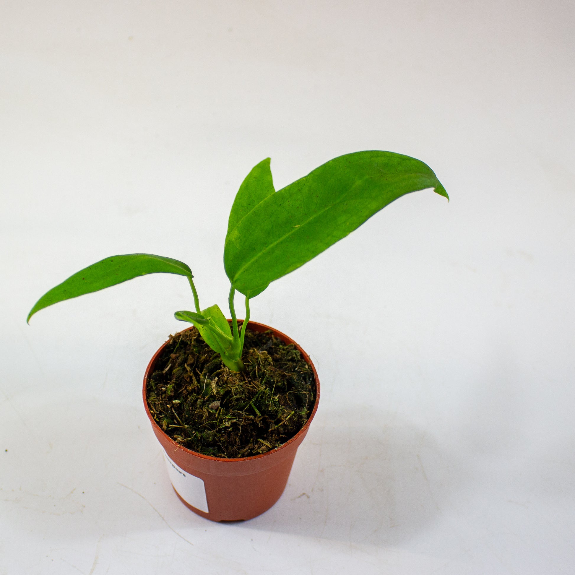 anthurium_pallidiflorum_03