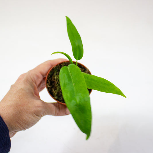 anthurium_pallidiflorum_01