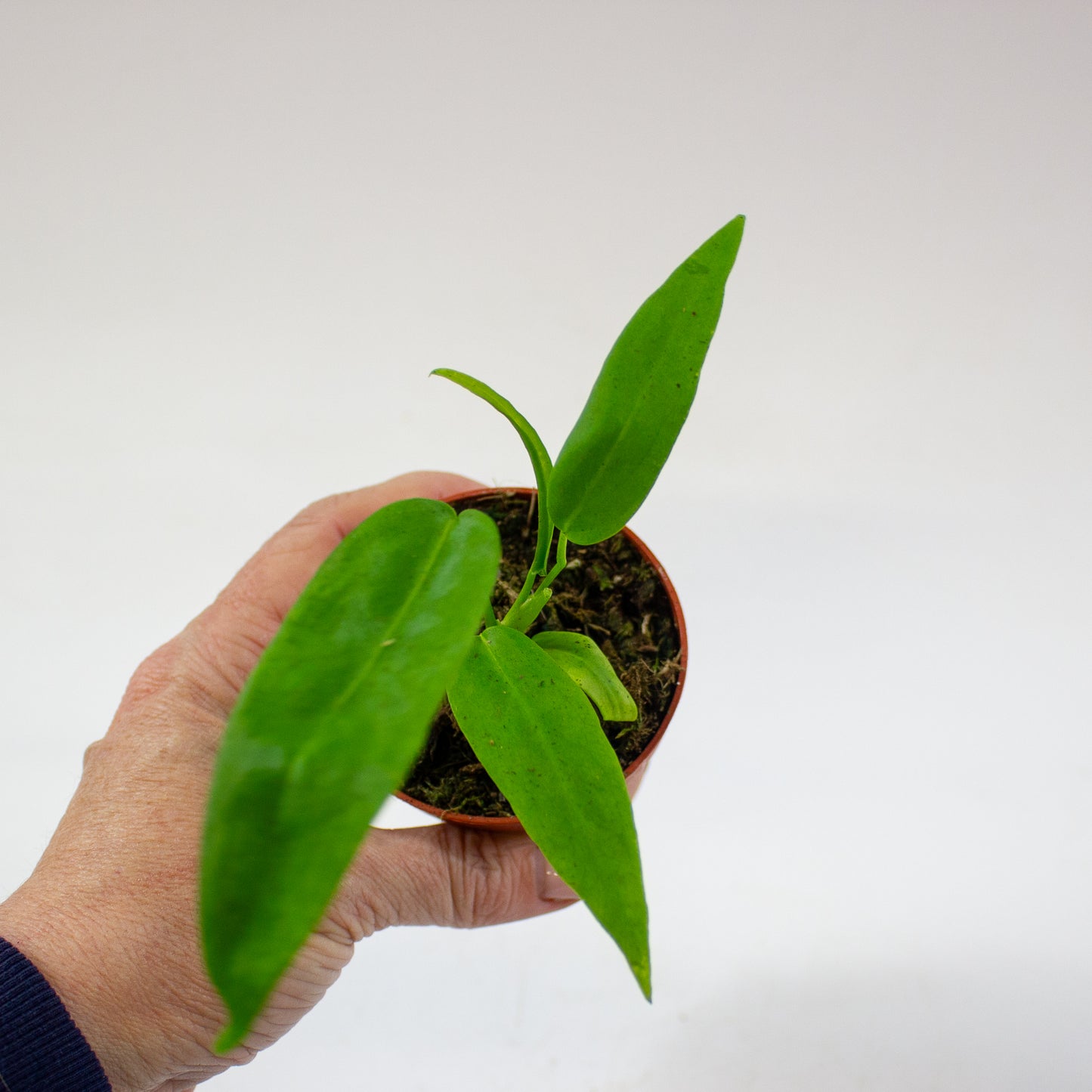anthurium_pallidiflorum_04