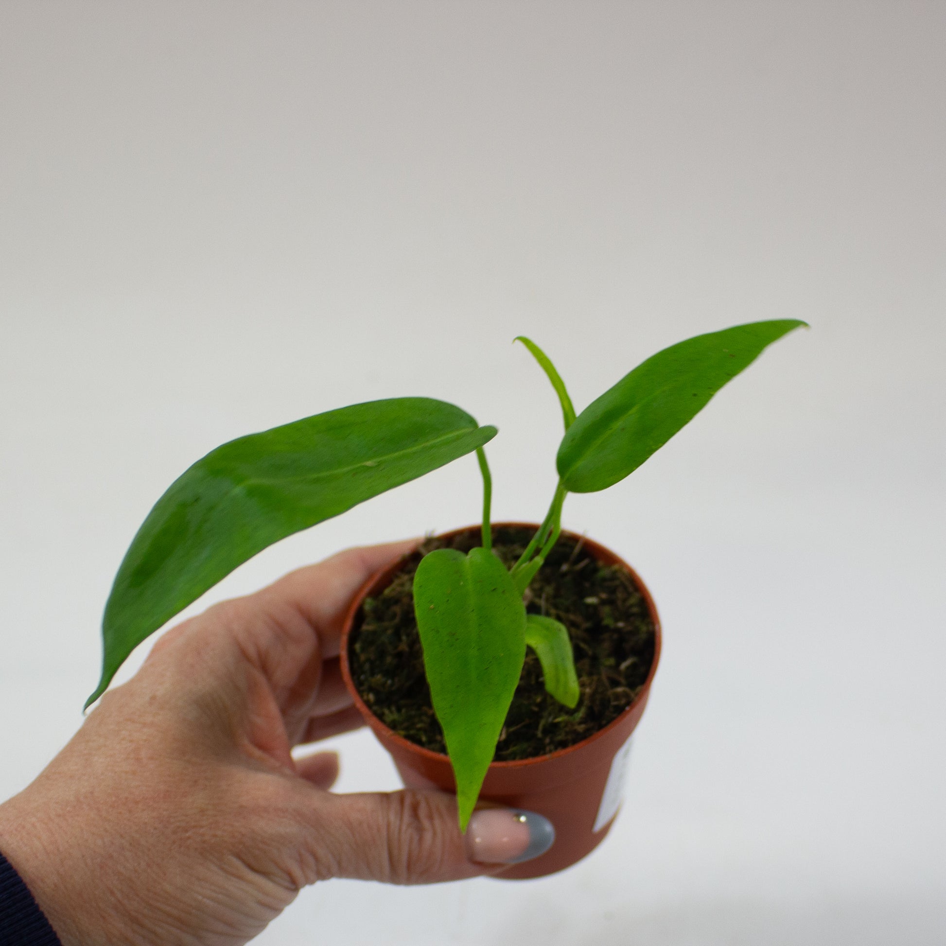 anthurium_pallidiflorum_05