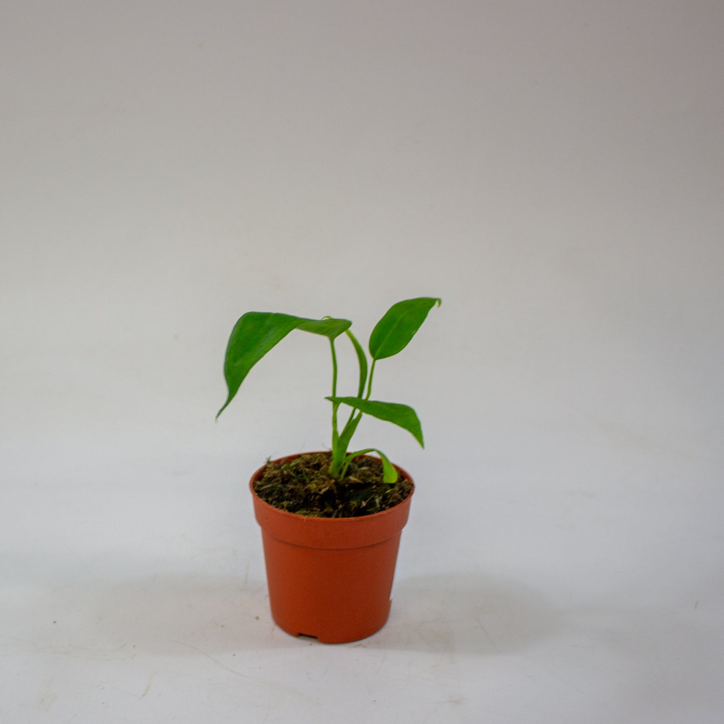 anthurium_pallidiflorum_06