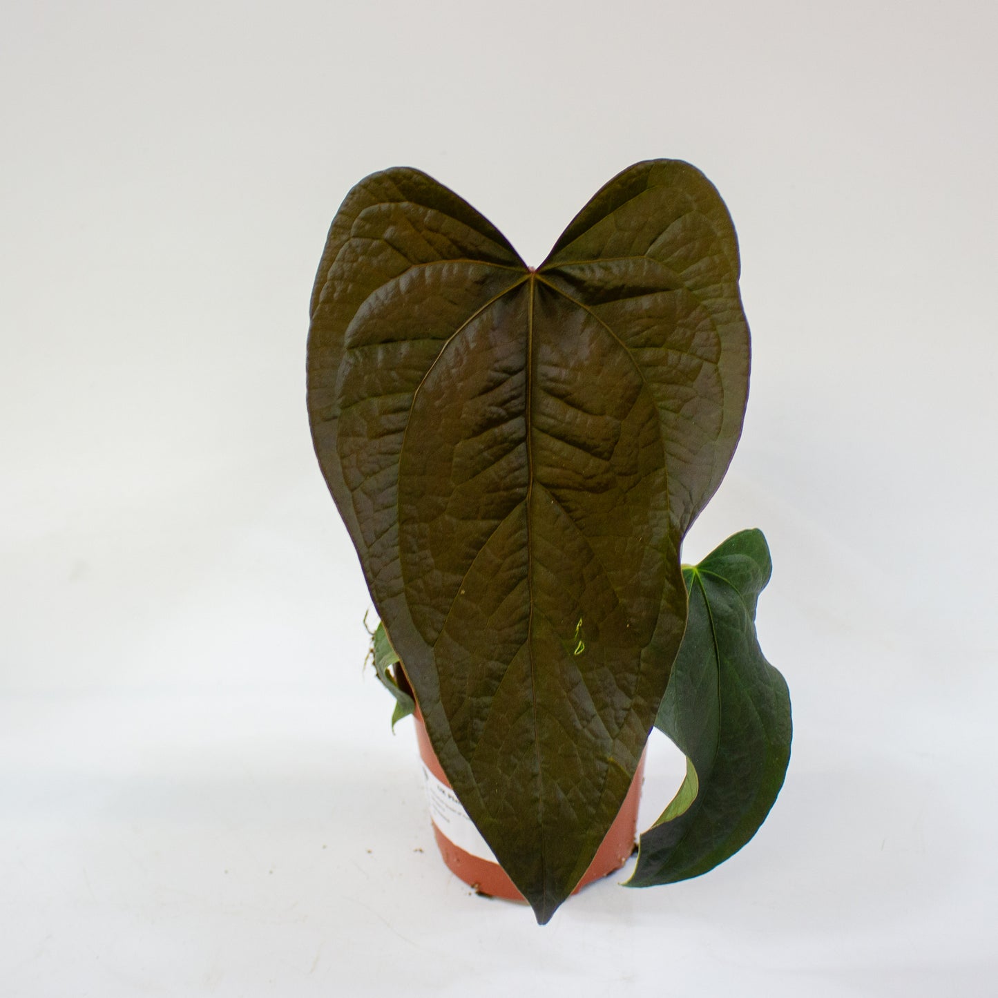 anthurium_queen_of_hearts_02