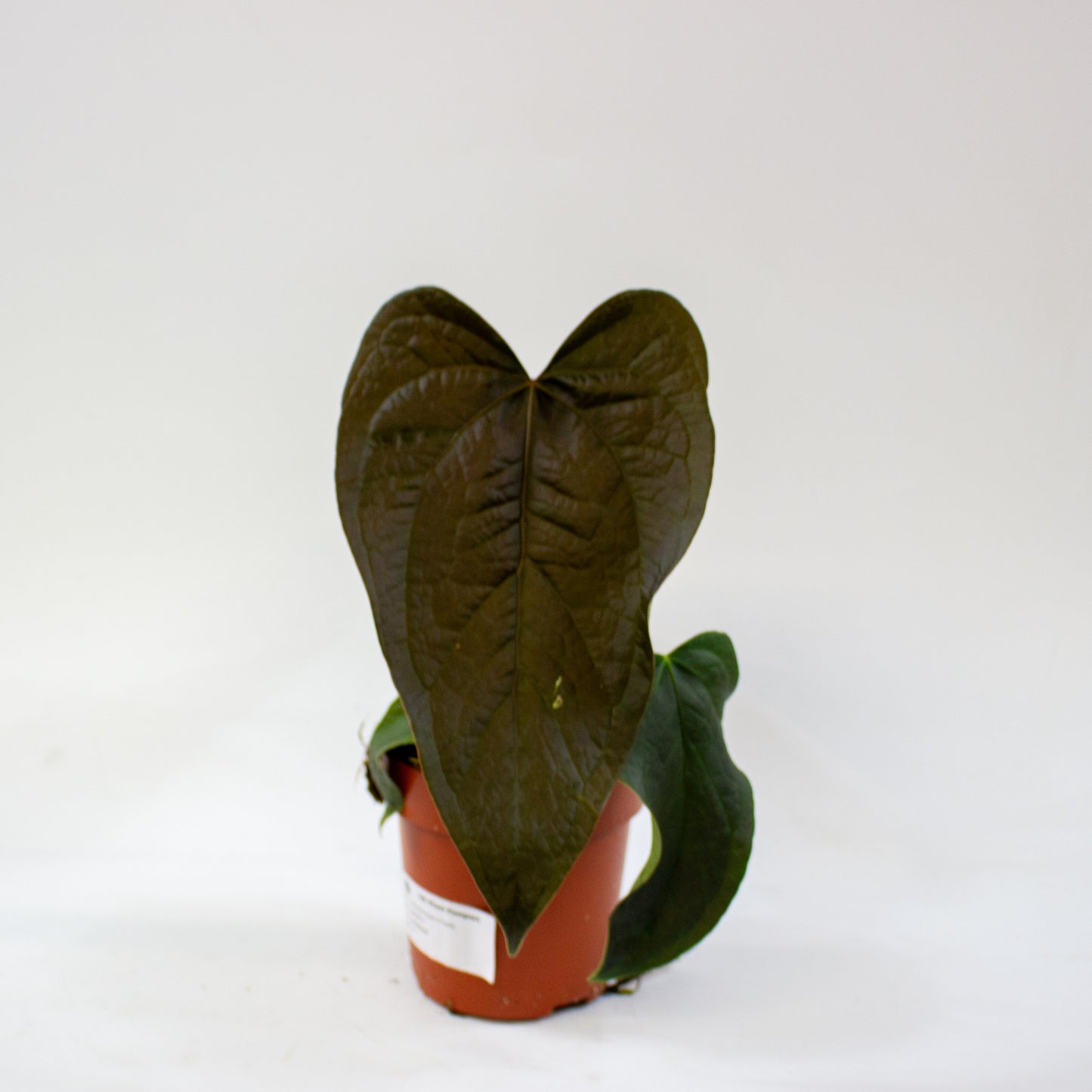 anthurium_queen_of_hearts_03