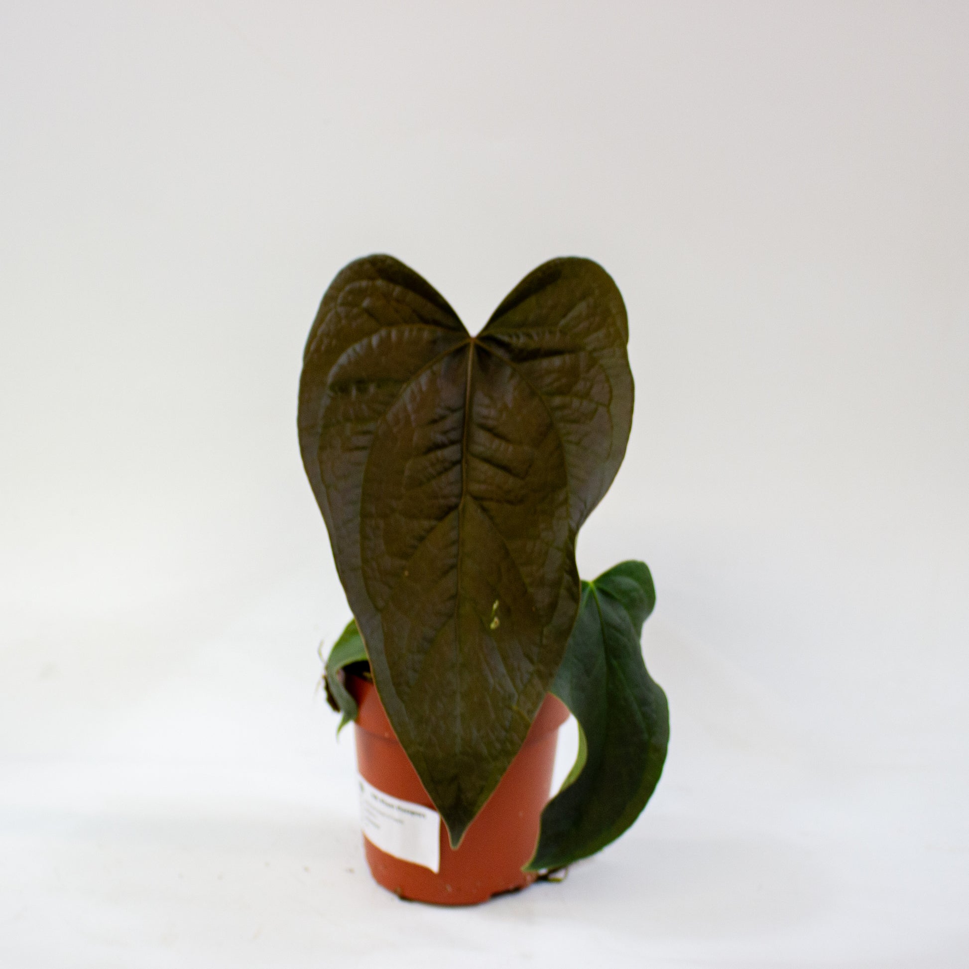 anthurium_queen_of_hearts_03