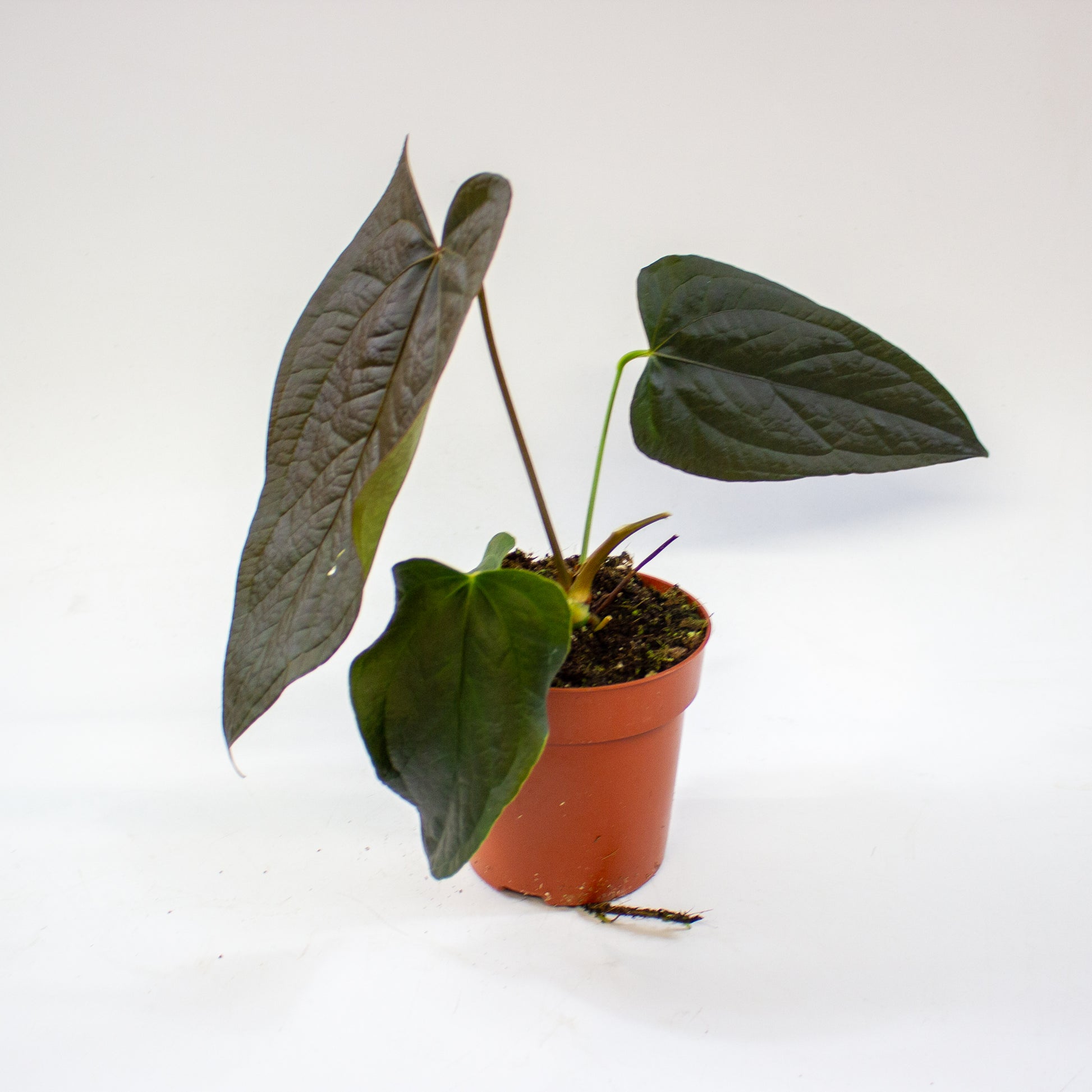 anthurium_queen_of_hearts_04