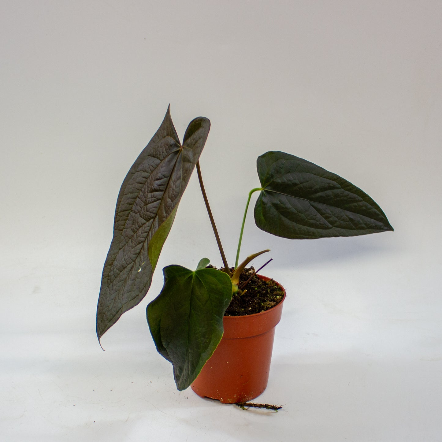 anthurium_queen_of_hearts_05