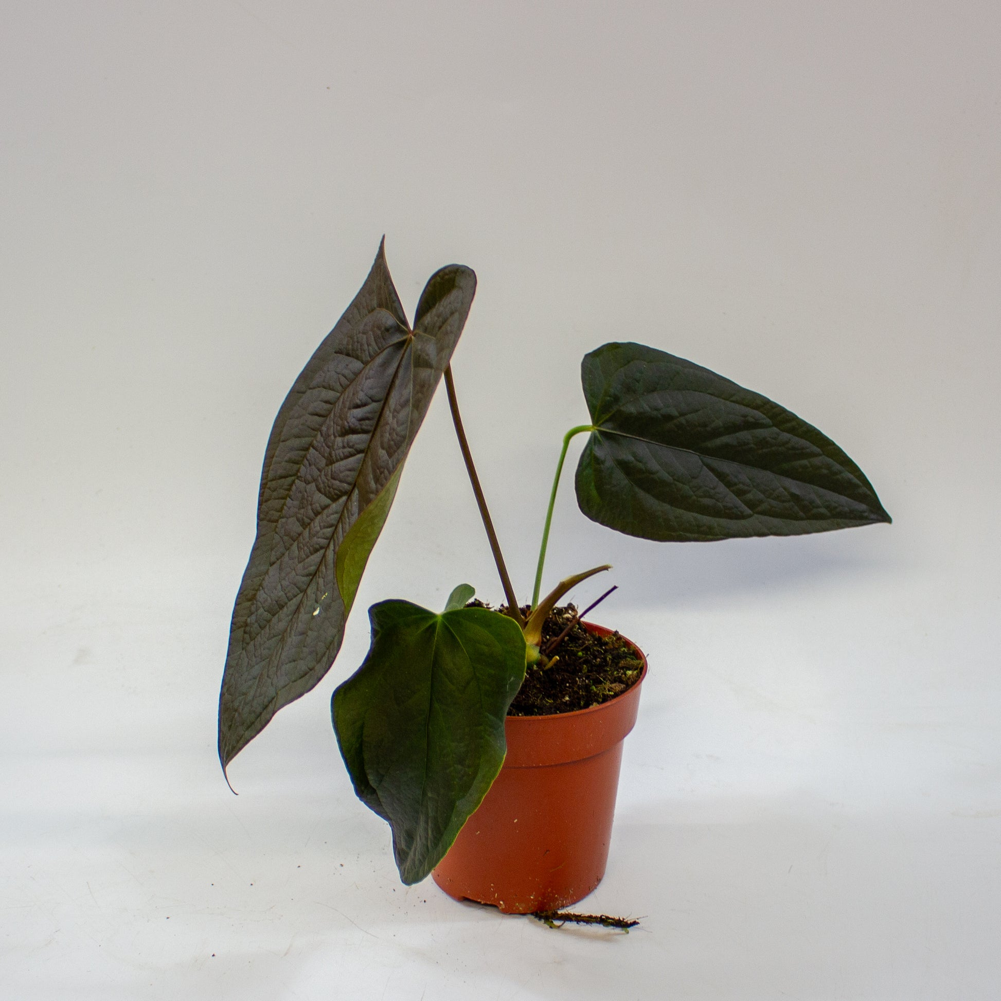 anthurium_queen_of_hearts_05