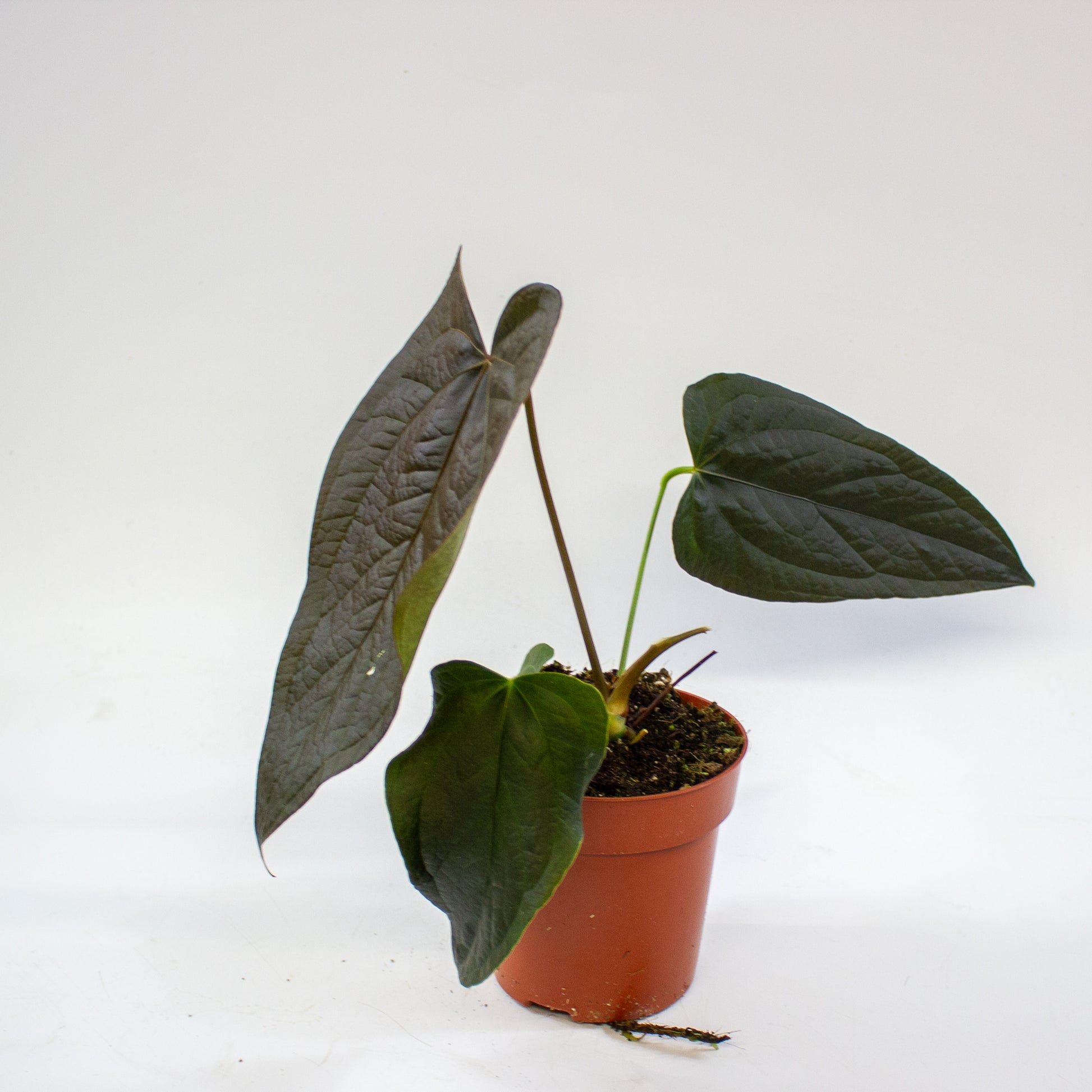 anthurium_queen_of_hearts_06