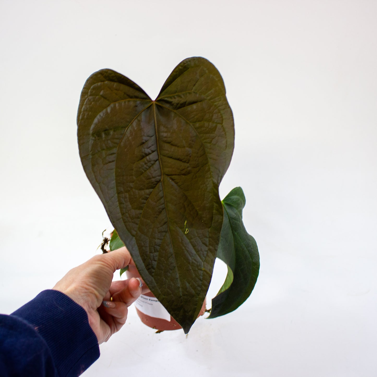 anthurium_queen_of_hearts_01