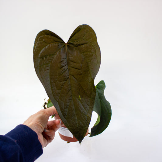 anthurium_queen_of_hearts_01