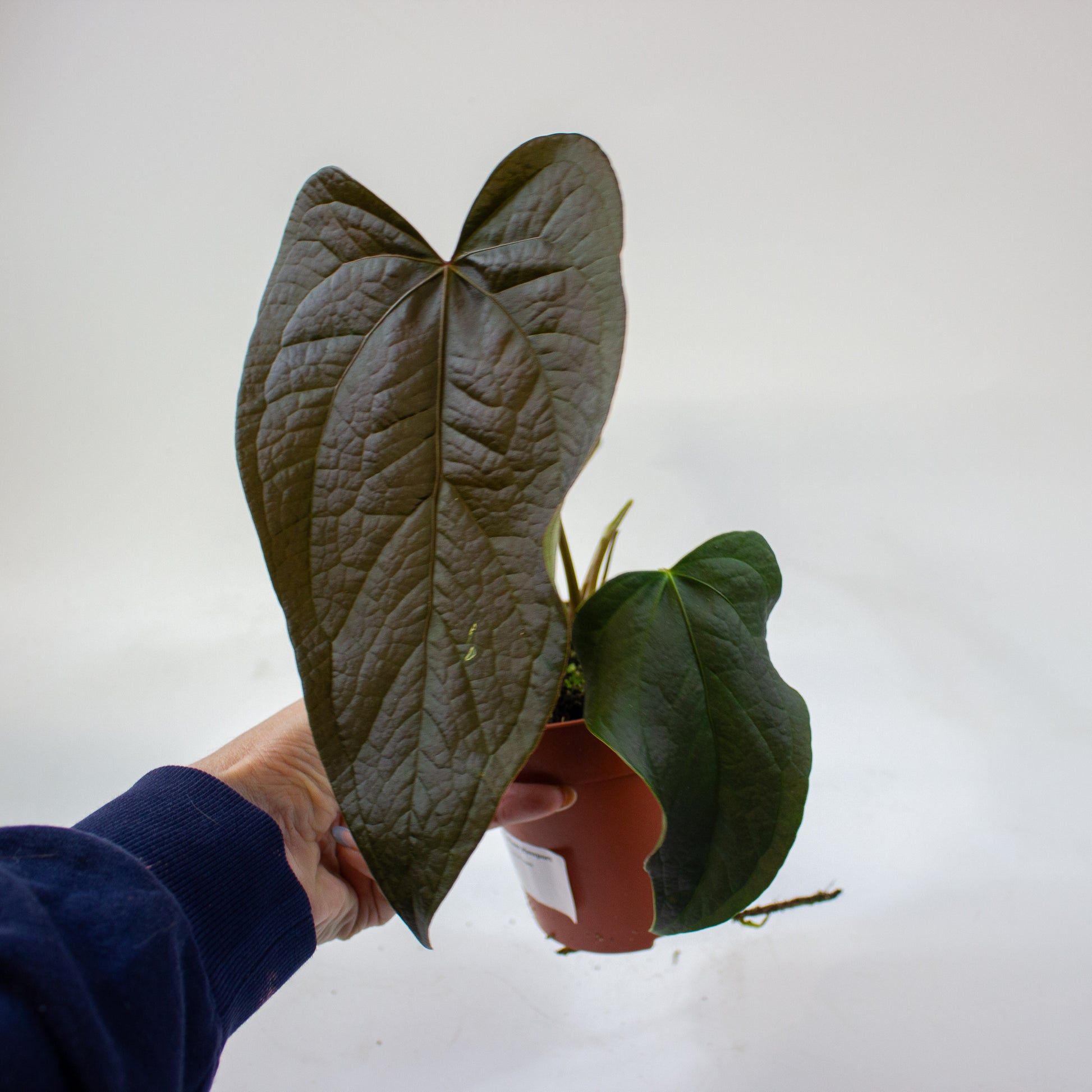 anthurium_queen_of_hearts_07