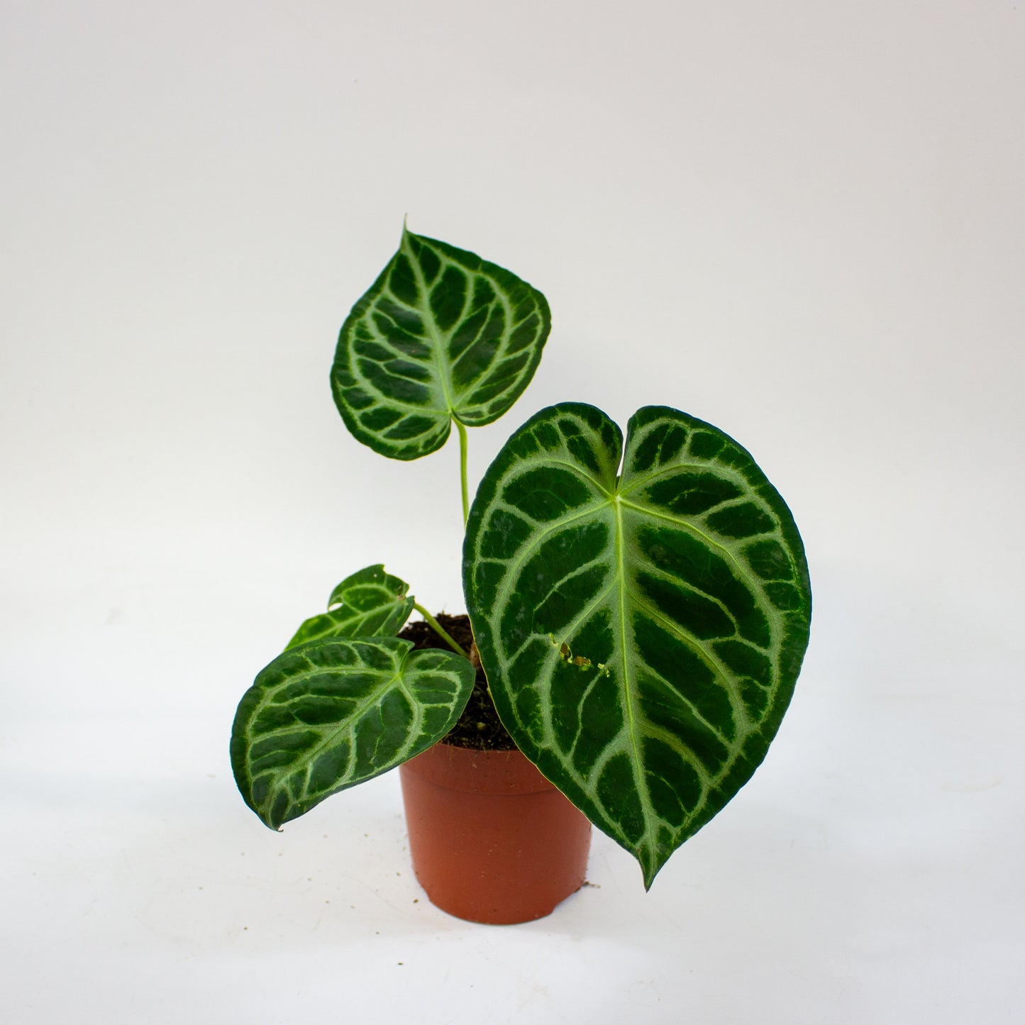 Anthurium Silver Blush 12cm H25cm