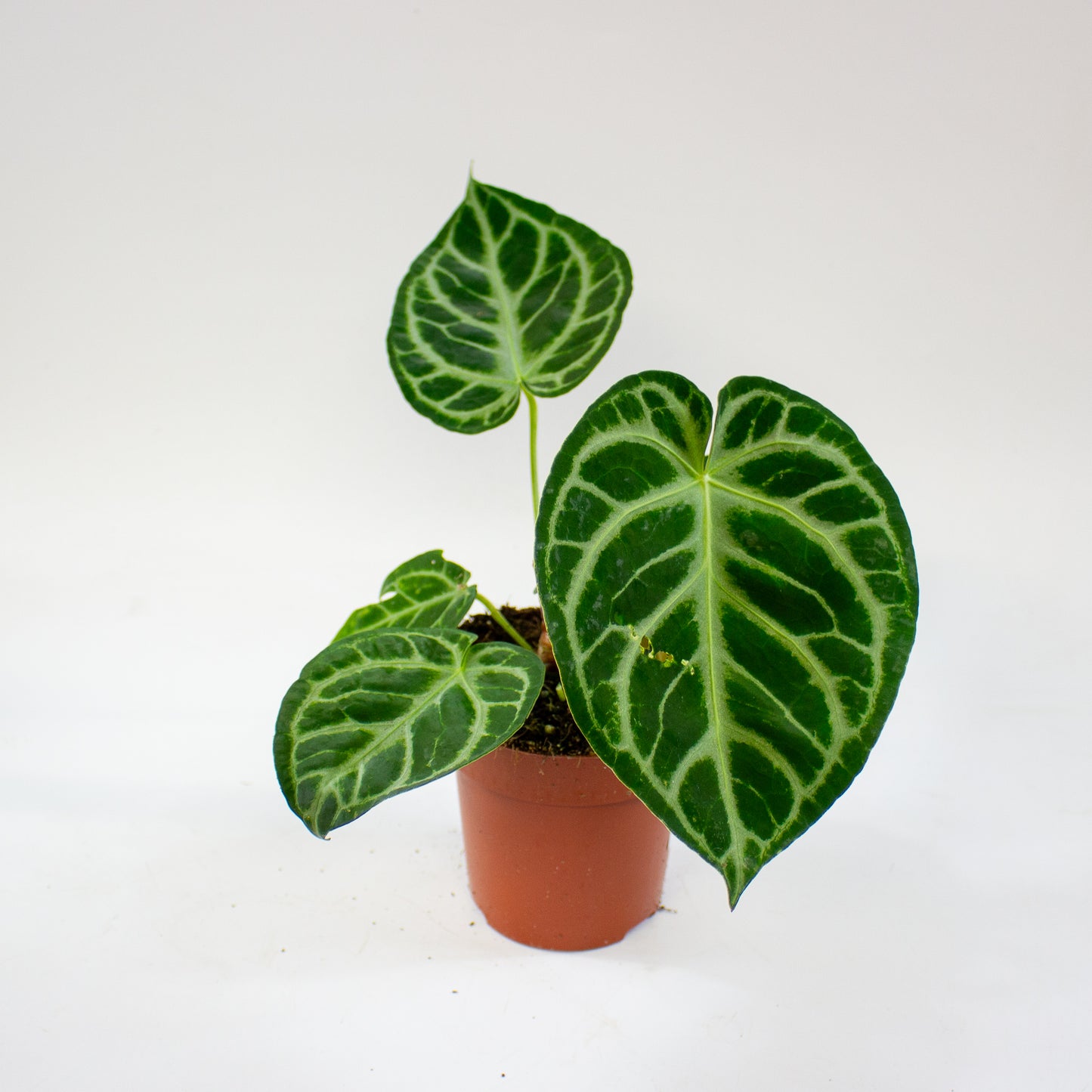 Anthurium Silver Blush 12cm H25cm