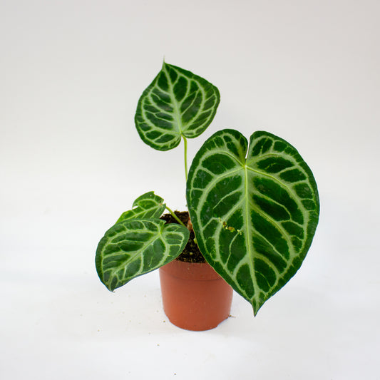 Anthurium Silver Blush 12cm H25cm