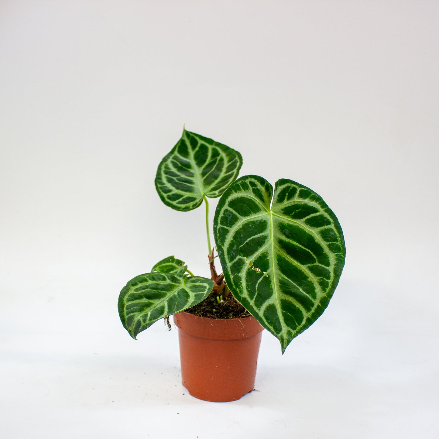 Anthurium Silver Blush 12cm H25cm