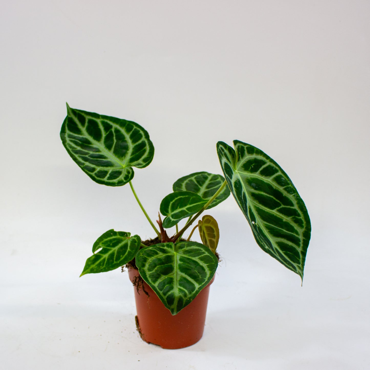 Anthurium Silver Blush 12cm H25cm