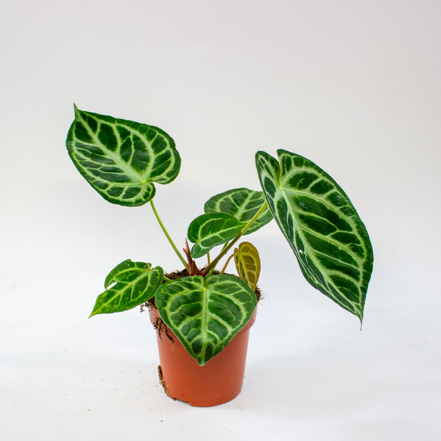 Anthurium Silver Blush 12cm H25cm