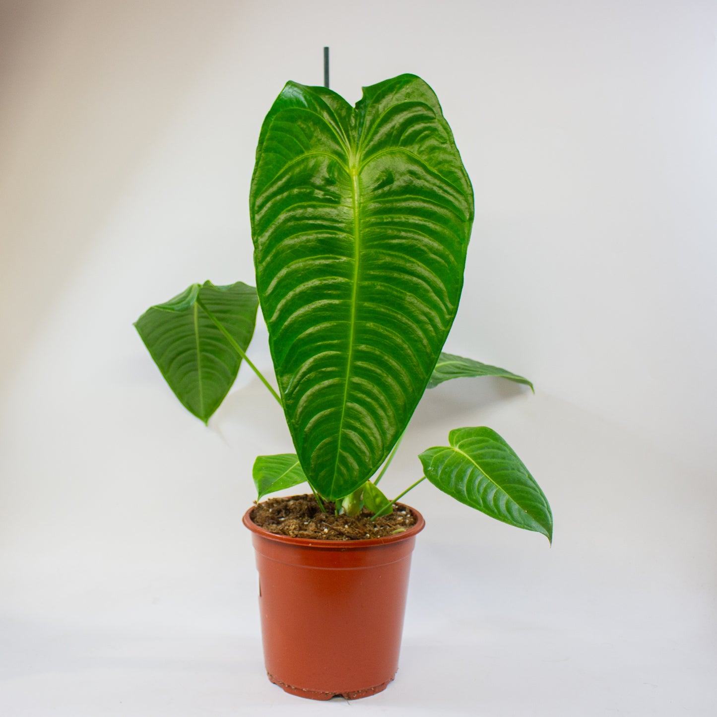 Anthurium Veitchii 21cm H75cm