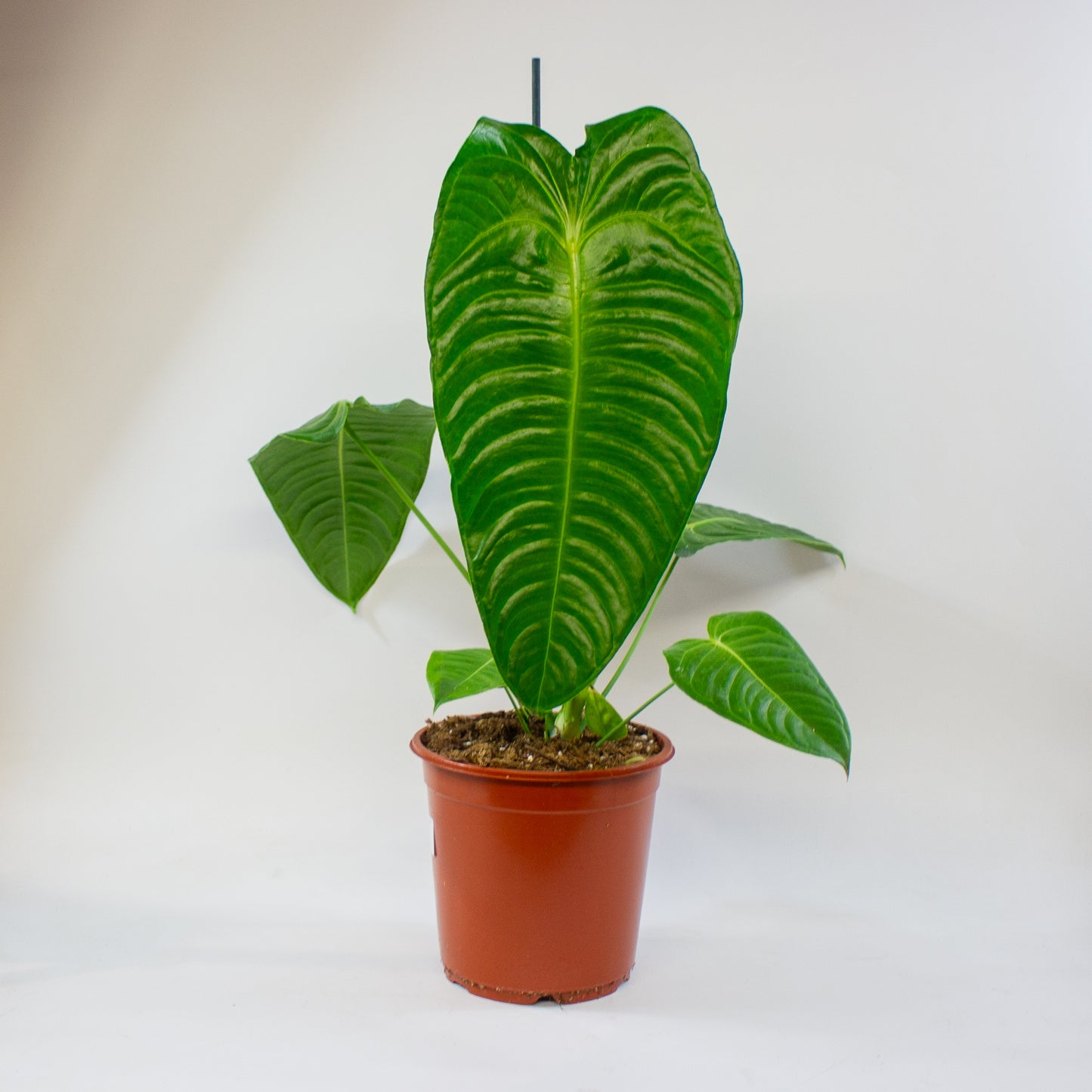 Anthurium Veitchii 21cm H75cm