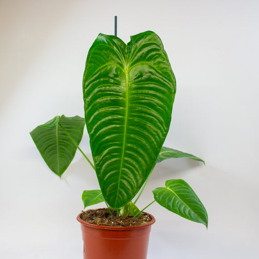 Anthurium Veitchii 21cm H75cm