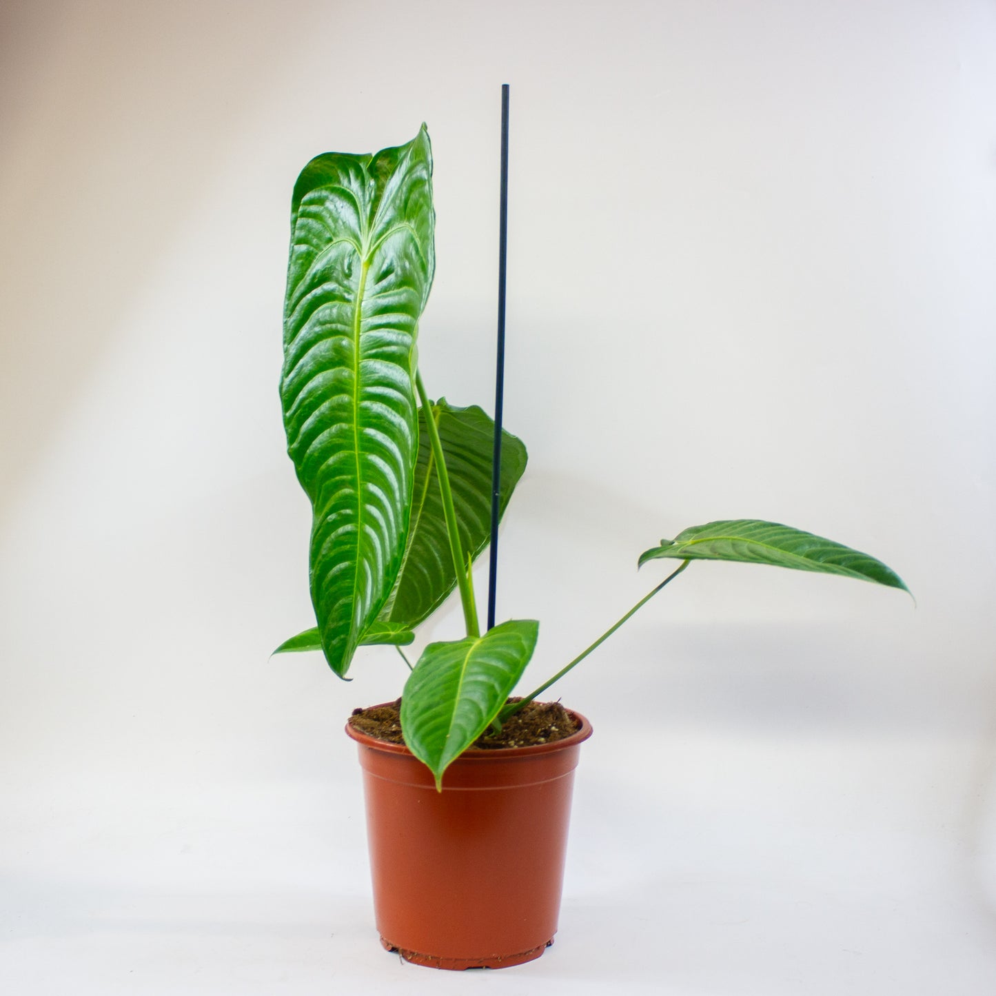 Anthurium Veitchii 21cm H75cm