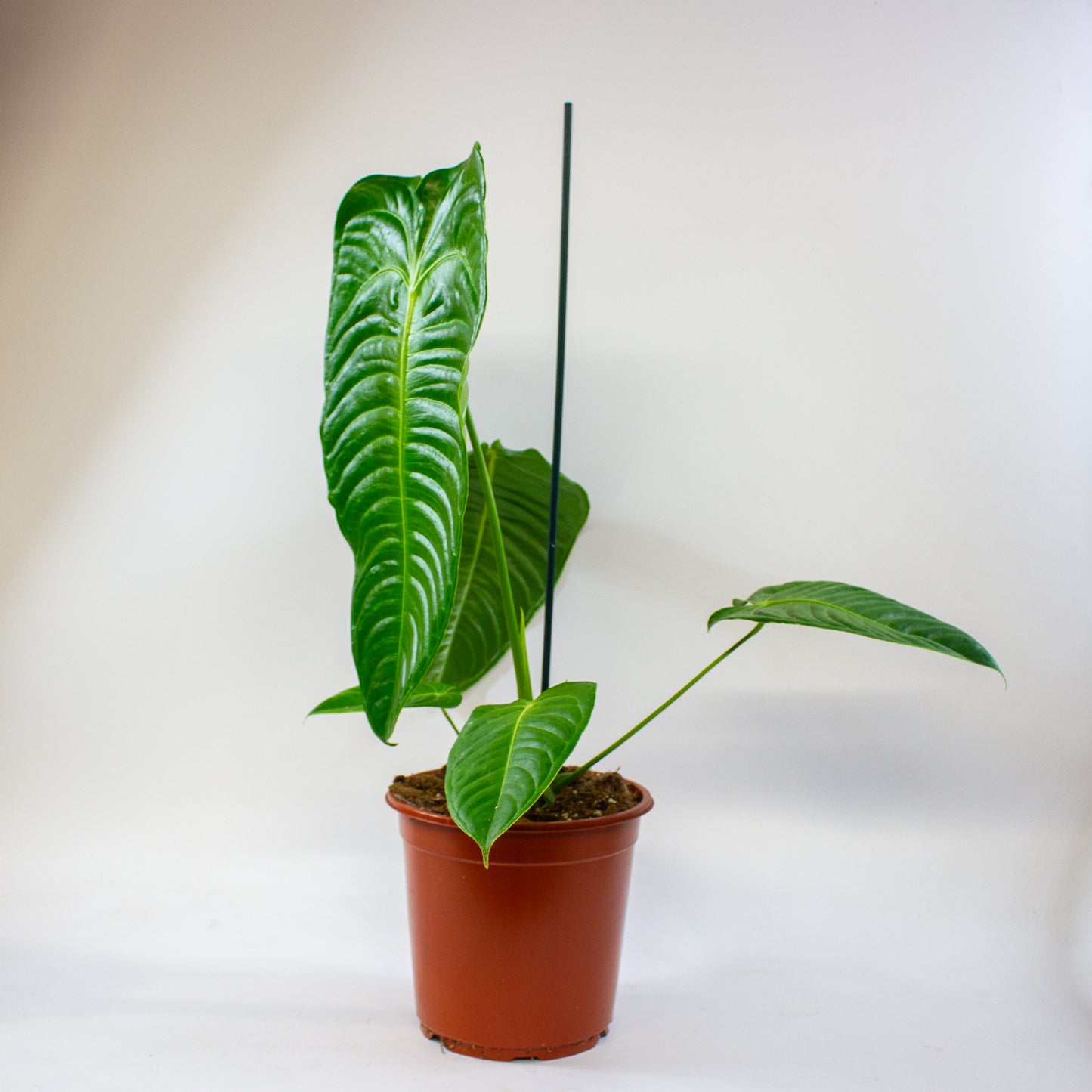 Anthurium Veitchii 21cm H75cm