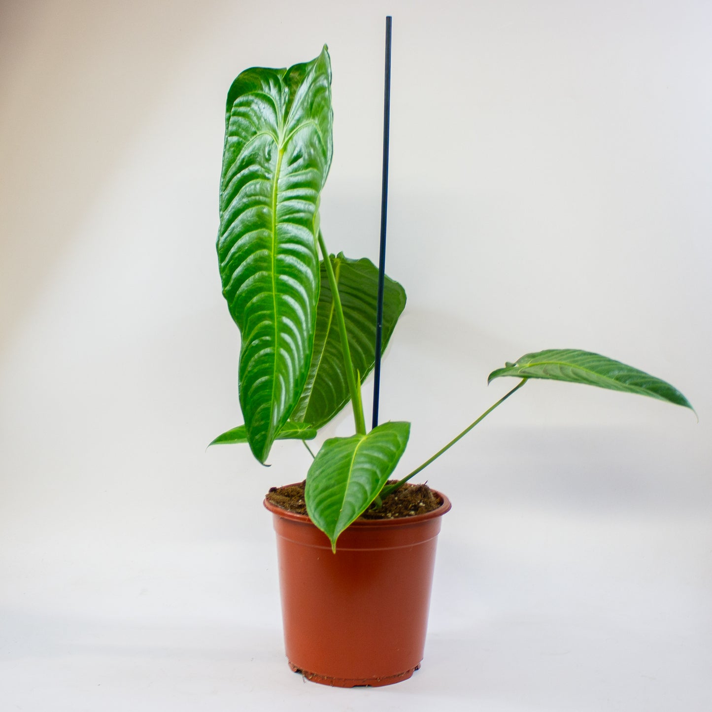 Anthurium Veitchii 21cm H75cm