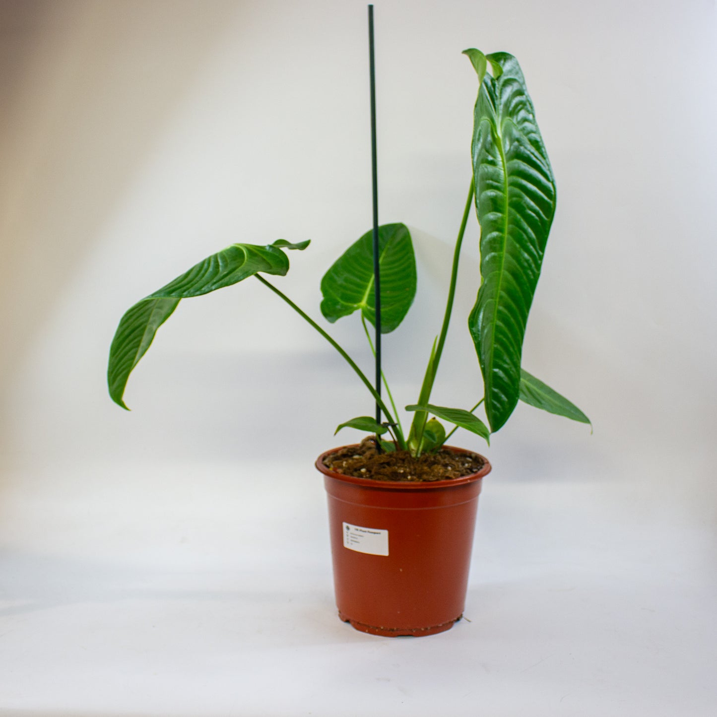 Anthurium Veitchii 21cm H75cm