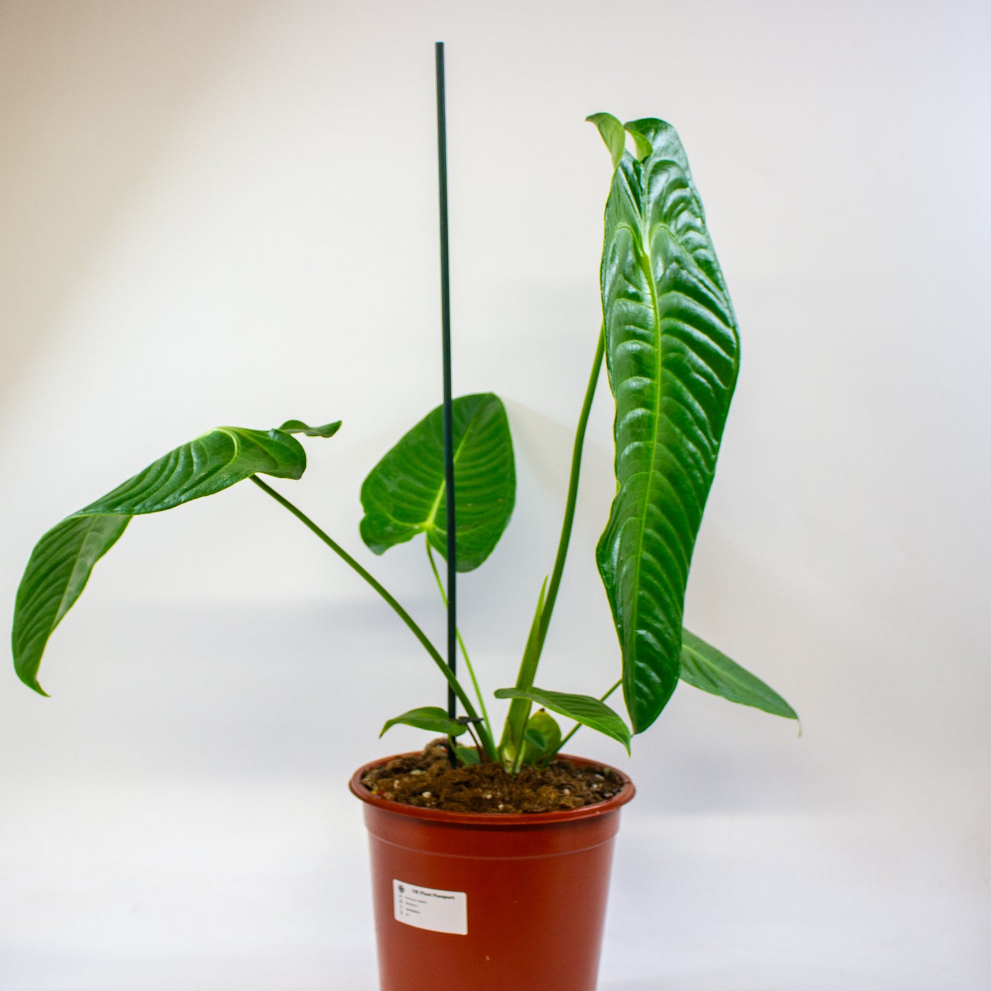 Anthurium Veitchii 21cm H75cm