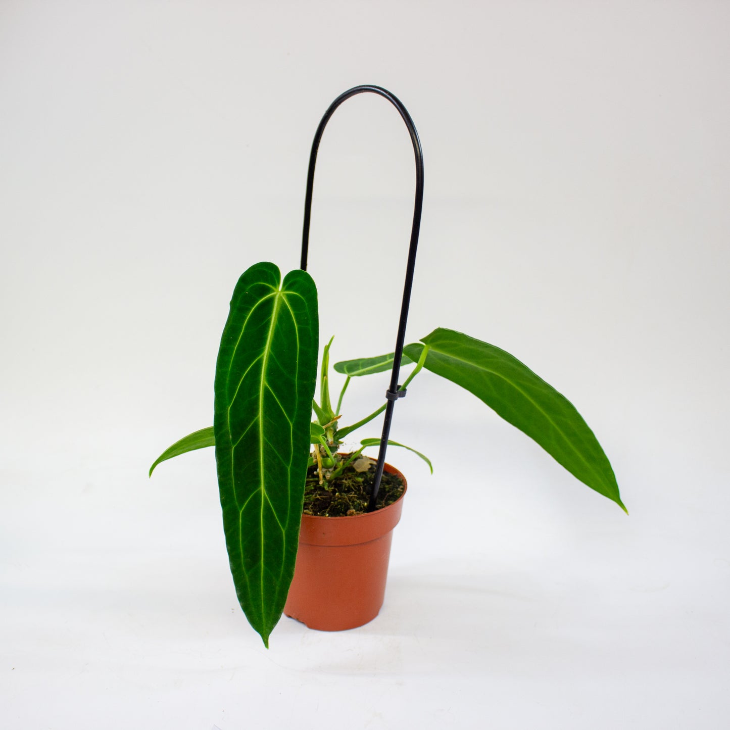 Anthurium Warocqueanum 12cm H45cm