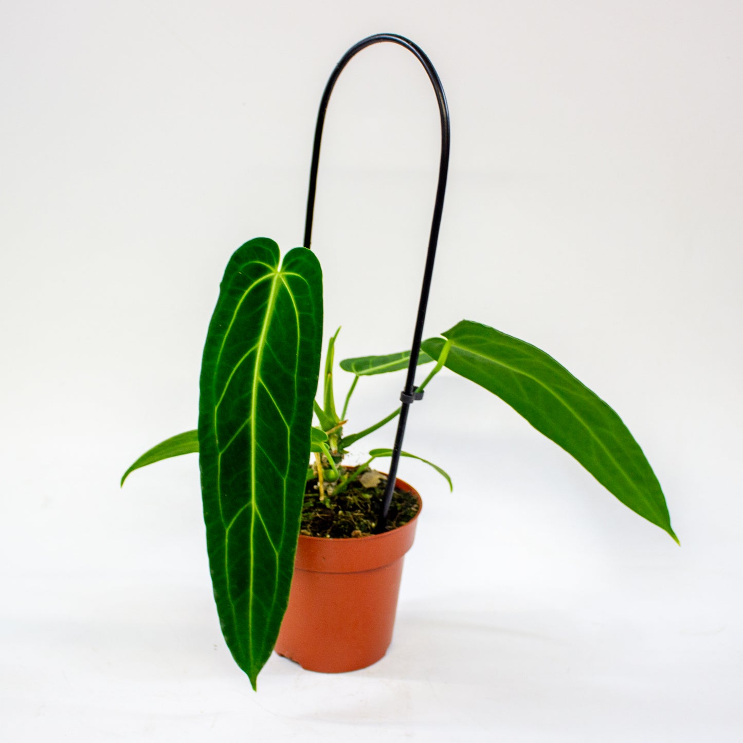 Anthurium Warocqueanum 12cm H45cm