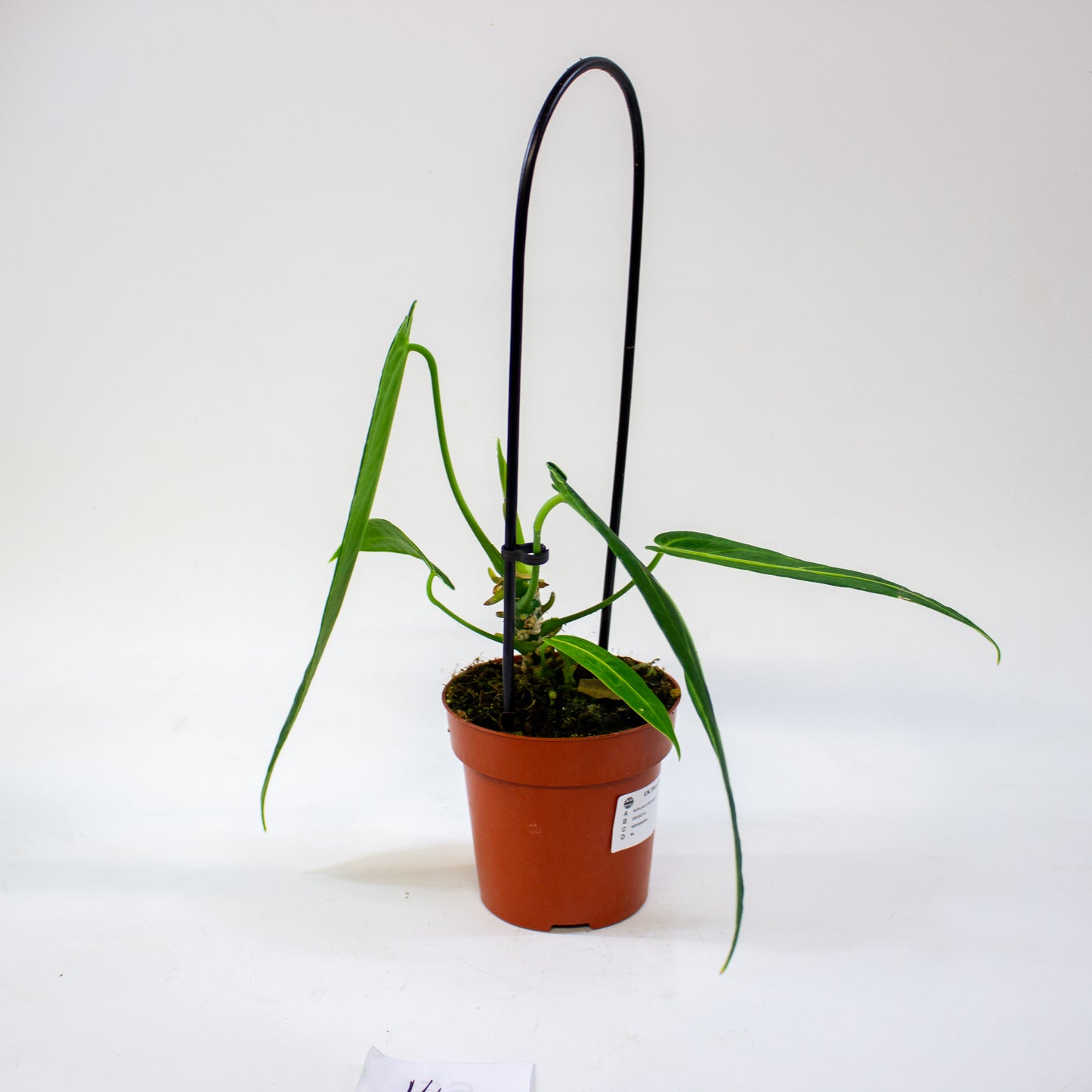 Anthurium Warocqueanum 12cm H45cm