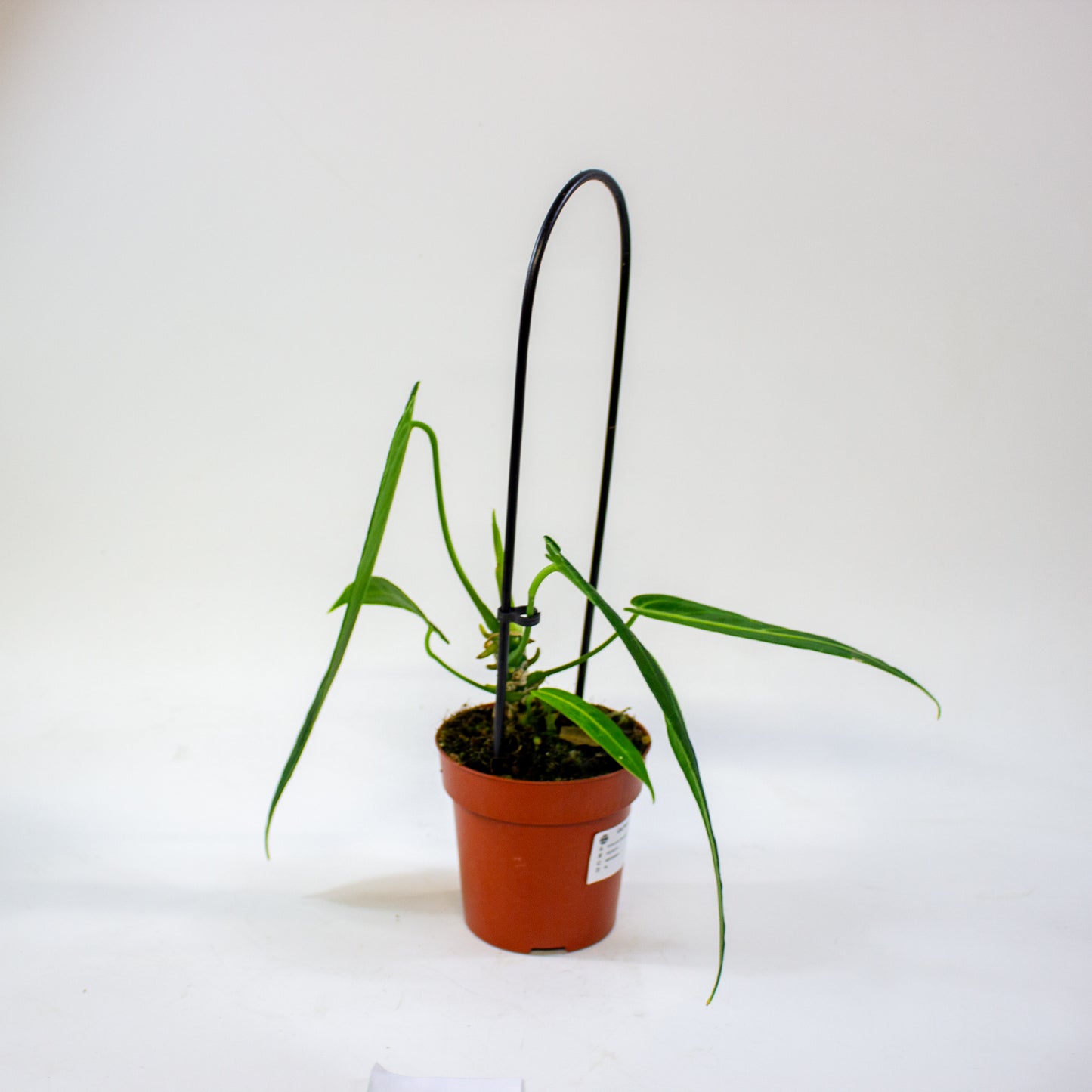 Anthurium Warocqueanum 12cm H45cm