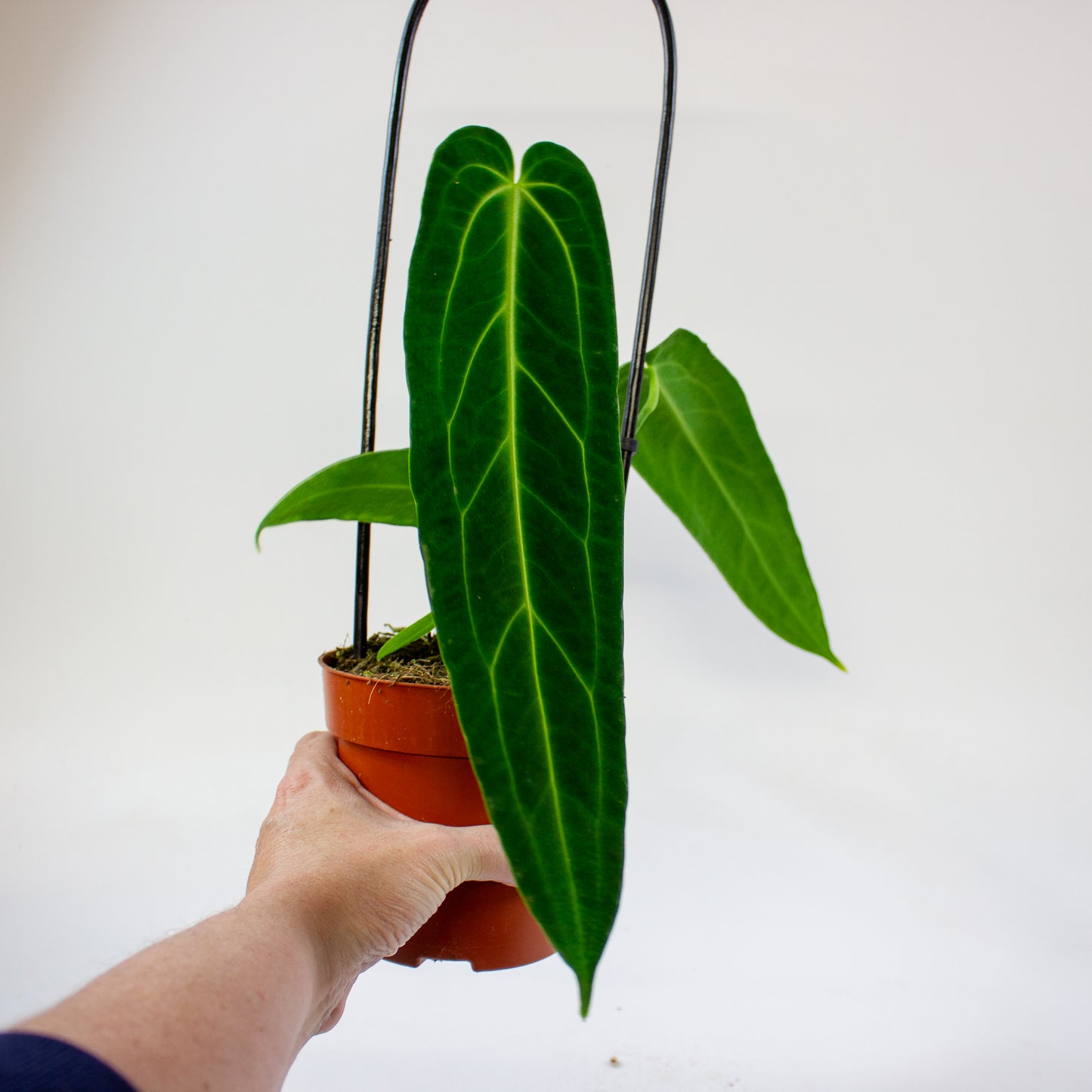Anthurium Warocqueanum 12cm H45cm