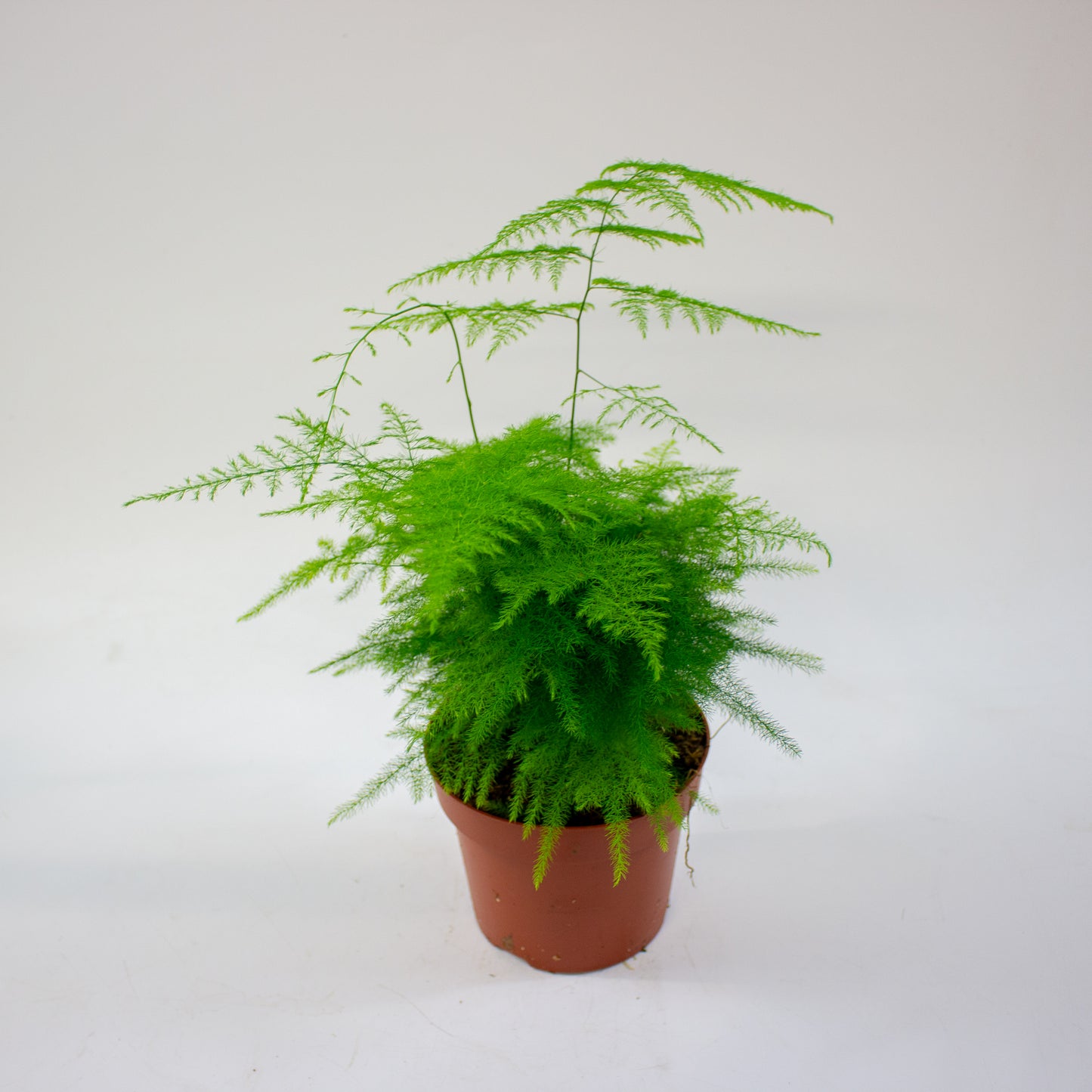 Asparagus setaceus 12cm H30cm