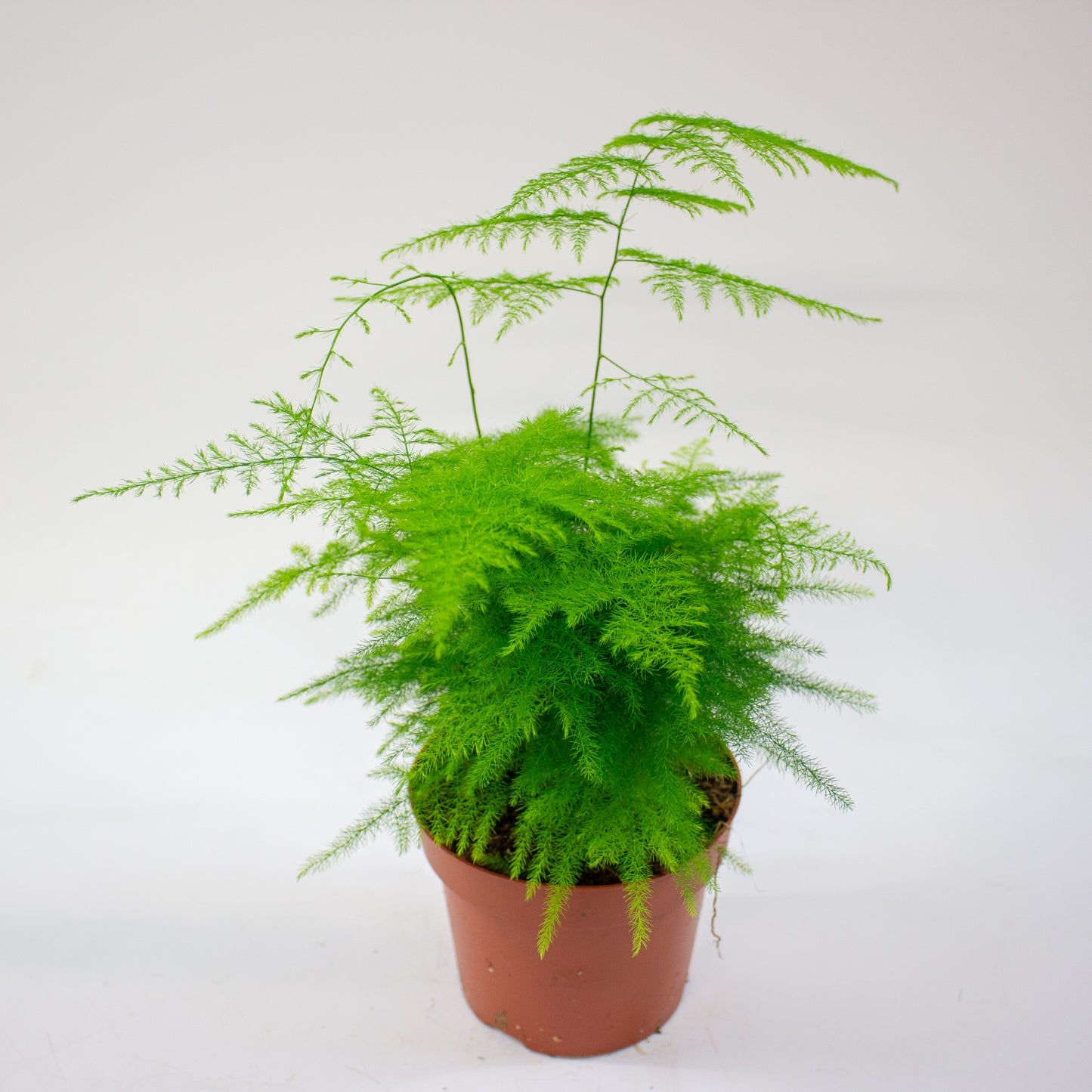 Asparagus setaceus 12cm H30cm