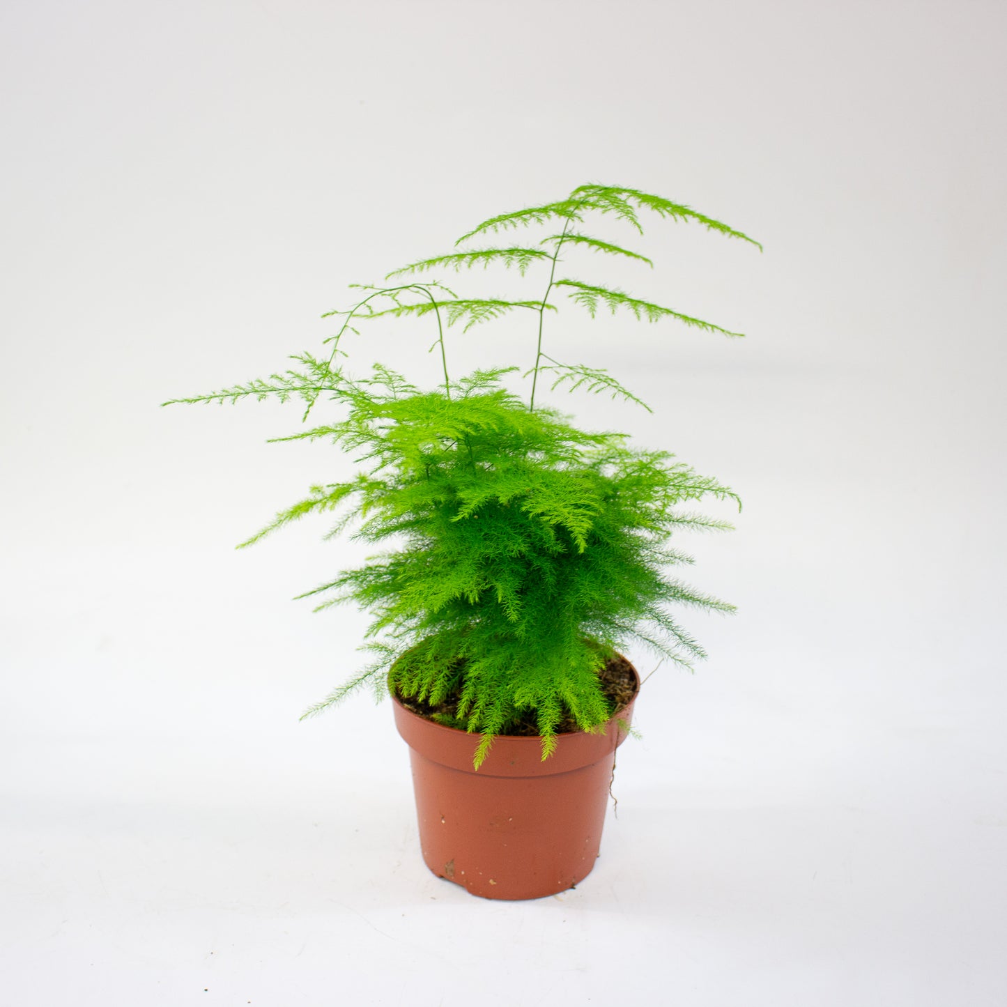 Asparagus setaceus 12cm H30cm